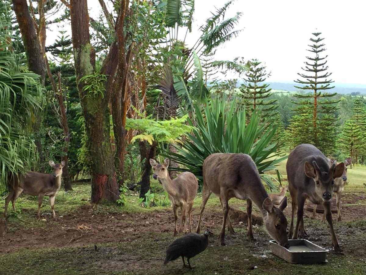 Bubble Lodge Bois Cheri Plantation Bagian luar foto